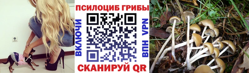 Псилоцибиновые грибы GOLDEN TEACHER  Сысерть 